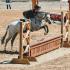 USHJA Young Hunter Pony Championships